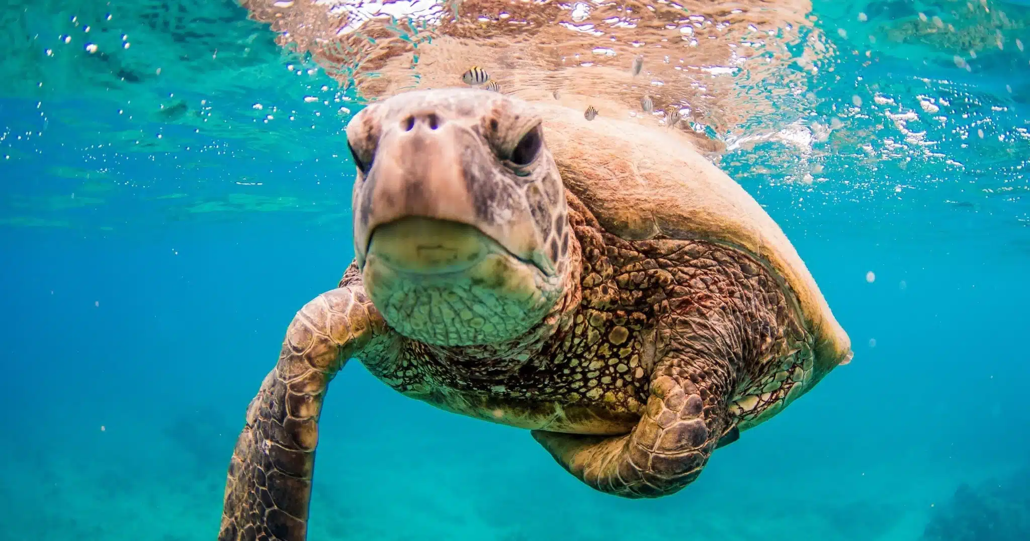 Afternoon Turtle Safari is a Water Activity located in the city of Waianae on Oahu, Hawaii