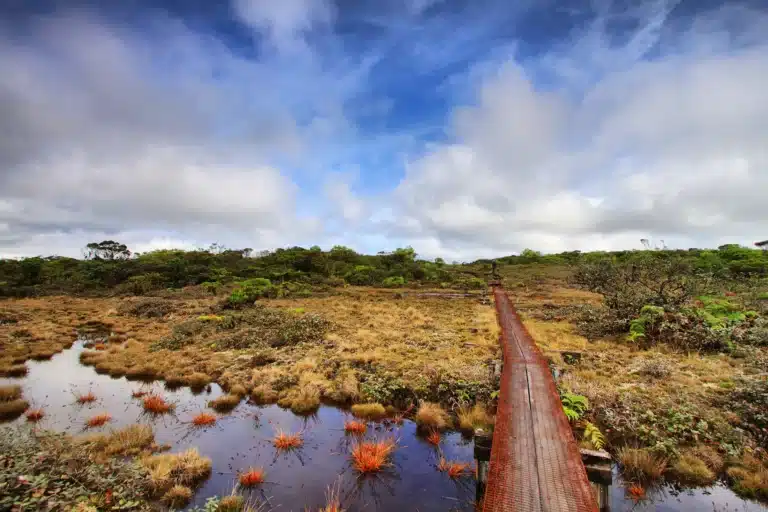 Alaka'i Swamp Trail is a Hiking Trail located in the city of Kekaha on Kauai, Hawaii