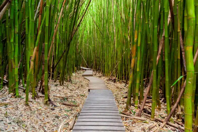 Bamboo Forest Hike: Hiking Trail Attraction in the town of Hana on Maui