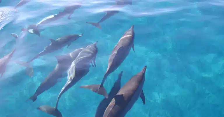 Dolphins and You is a Water Activity located in the city of Honolulu on Oahu, Hawaii