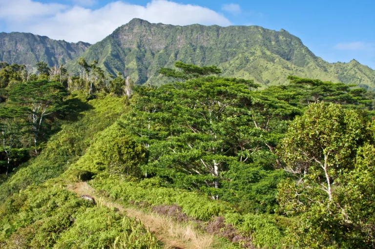 Kuilau Ridge Trail is a Hiking Trail located in the city of Kapaa on Kauai, Hawaii