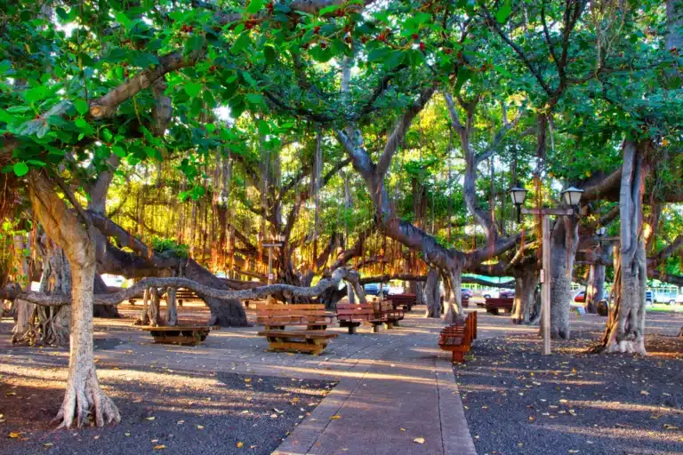 Lahaina Historic District: Heritage Site Attraction in the town of Lahaina on Maui
