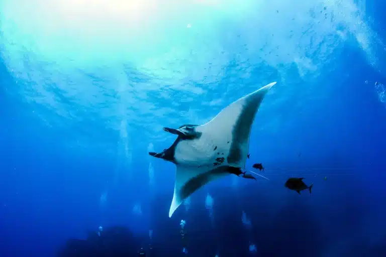 Manta Discovery Adventure is a Water Activity located in the city of Kailua-Kona on Big Island, Hawaii