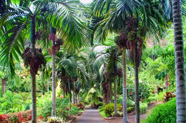 Maui Nui Botanical Gardens is a Heritage Site located in the city of Wailuku on Maui, Hawaii