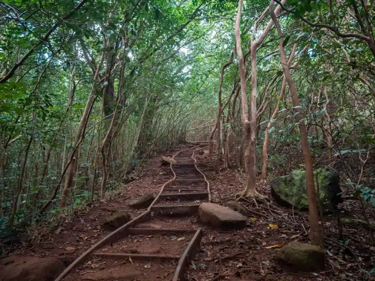 Maunawili Falls Trail is a Hiking Trail located in the city of Kailua on Oahu, Hawaii