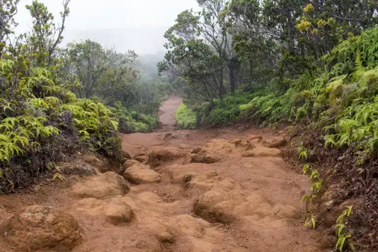 Pihea Trail is a Hiking Trail located in the city of Kekaha on Kauai, Hawaii