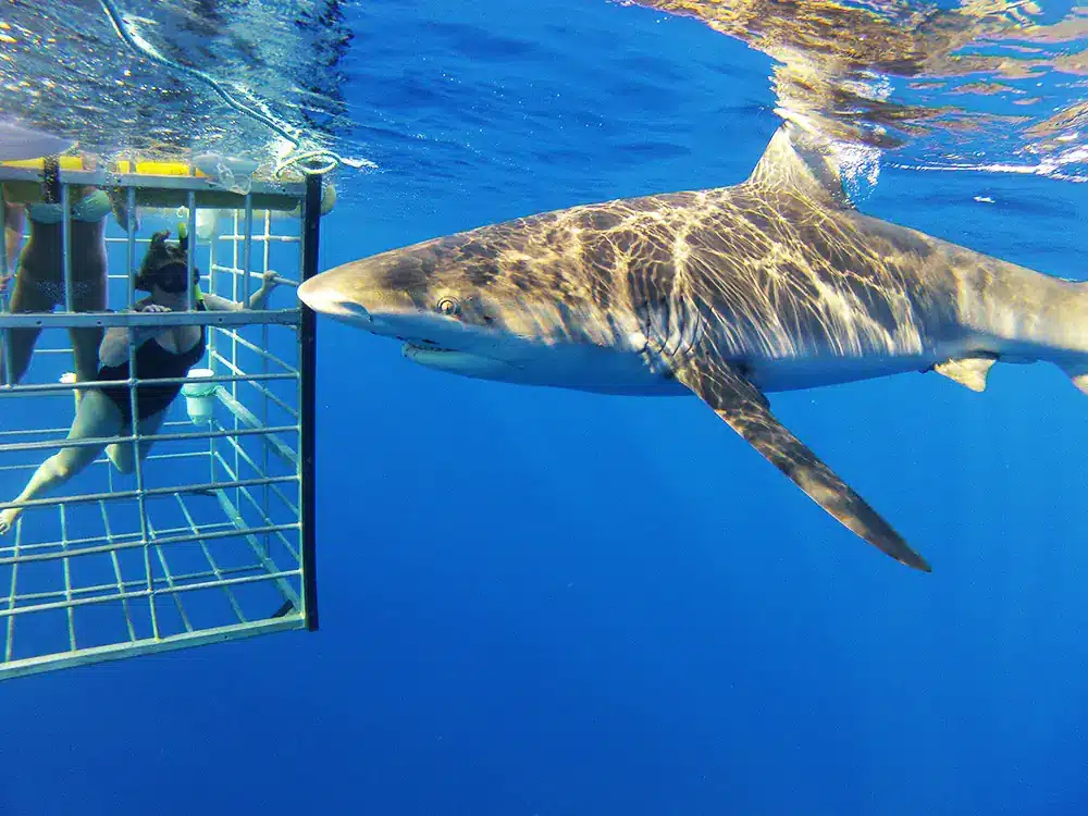 Shark Dive is a Water Activity located in the city of Haleiwa on Oahu, Hawaii