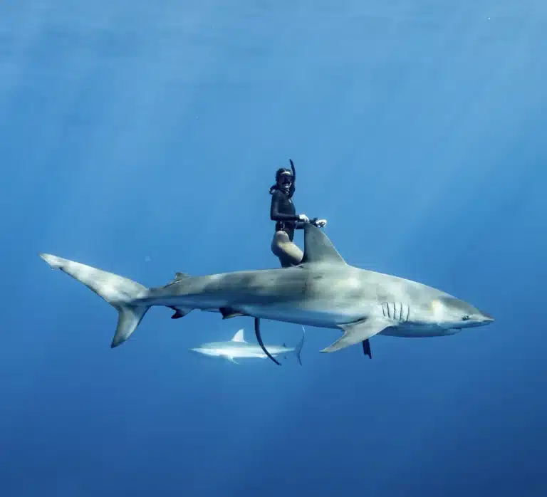 Shark Dive Eco Tour is a Water Activity located in the city of Haleiwa on Oahu, Hawaii
