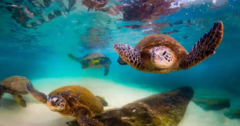 Ultimate Guided Shore Snorkeling Adventure (No Boat) is a Water Activity located in the city of Koloa on Kauai, Hawaii