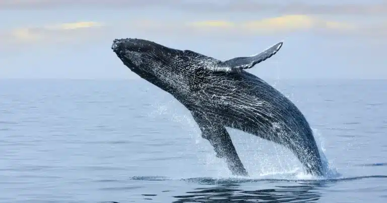 Ultimate Whale & Dolphin Zodiac Boat Adventure