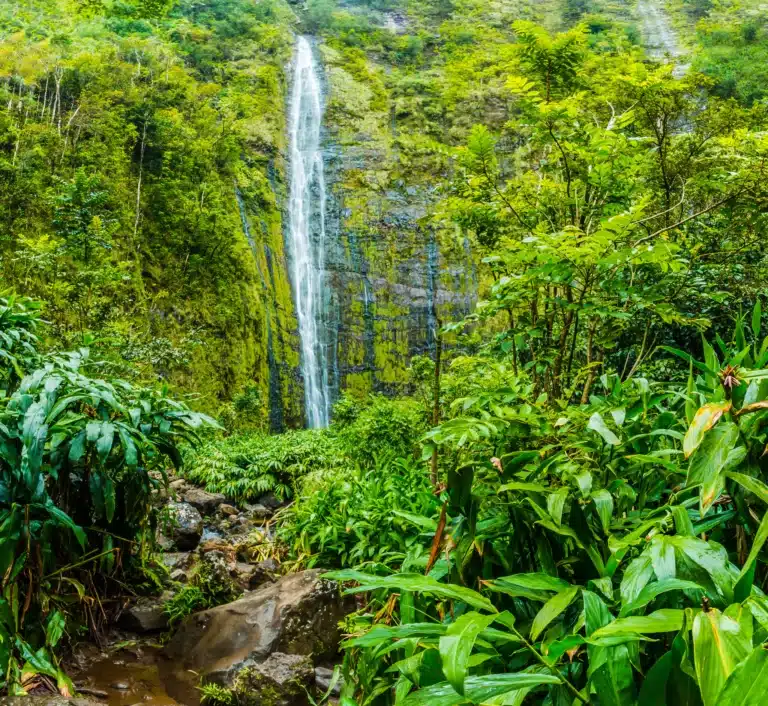 Waimoku Falls is a Waterfall located in the city of Hana on Maui, Hawaii