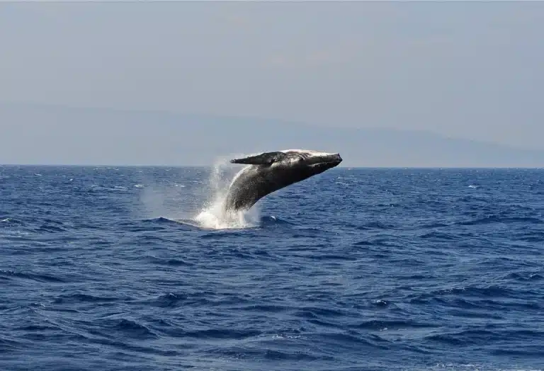 Whale Watch Adventure is a Boat Activity located in the city of Wailea on Maui, Hawaii