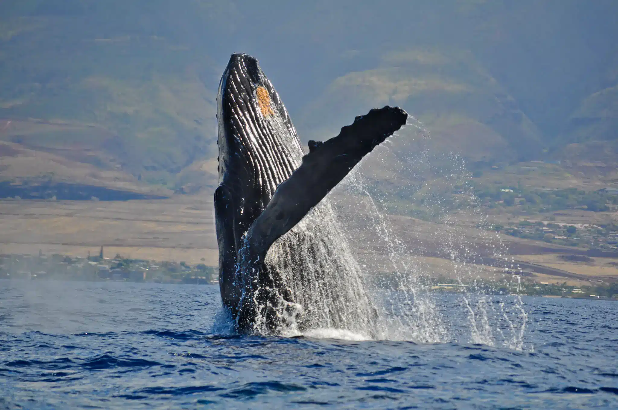 whale watching tours aboard the quicksilver