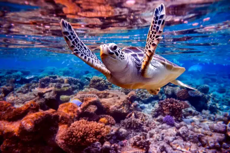 Adaptive Reef Creatures of Hawaii