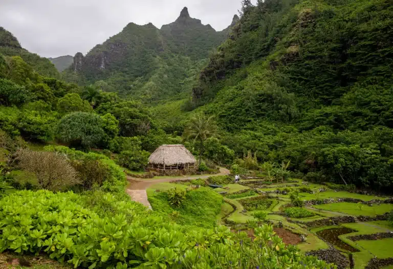Hawaiian Botanical Gardens: Preserving Endemic and Endangered Plants