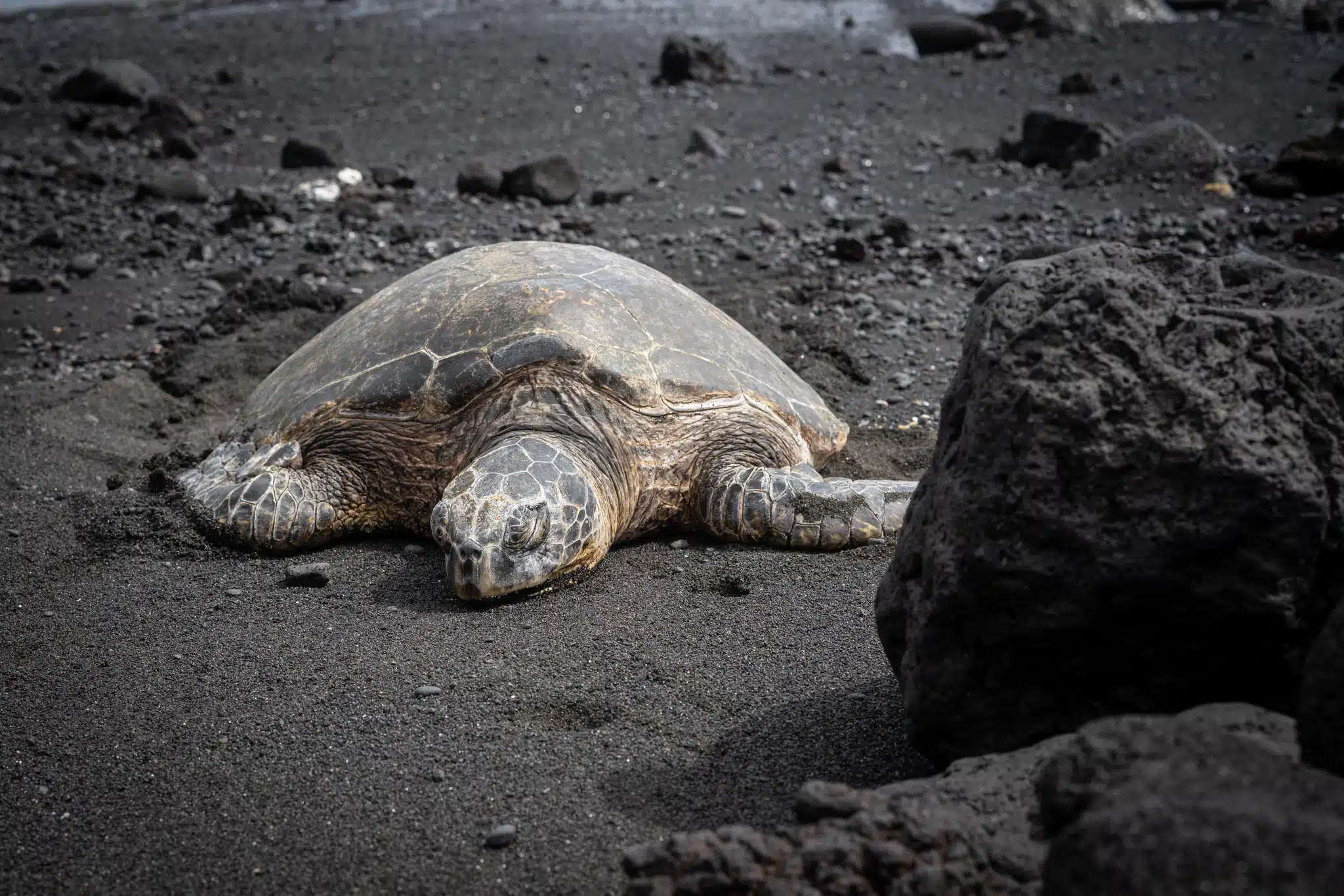 Hawaiian Sea Turtles: Species, Conservation, and How to Respect Them