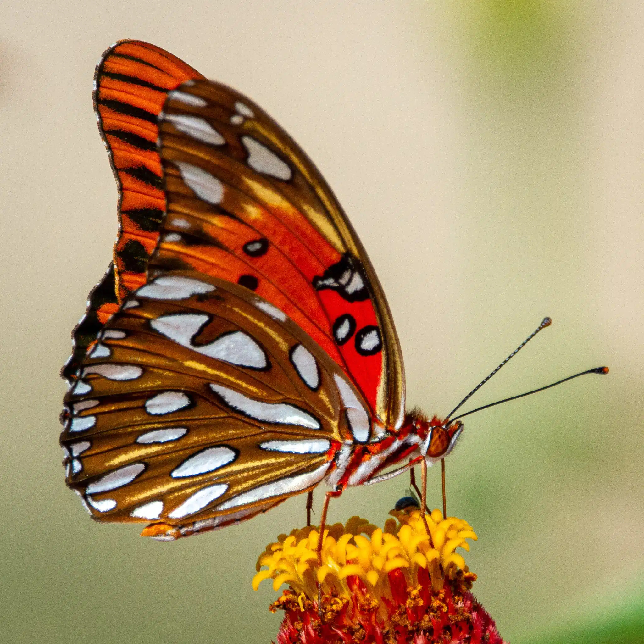 Hawaii's Butterfly Species: Colorful Island Inhabitants