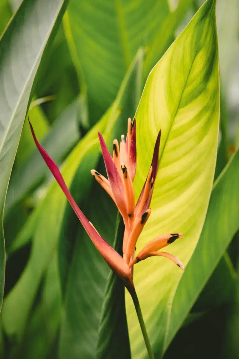 Hawaii's Popular Indoor and Outdoor Plants