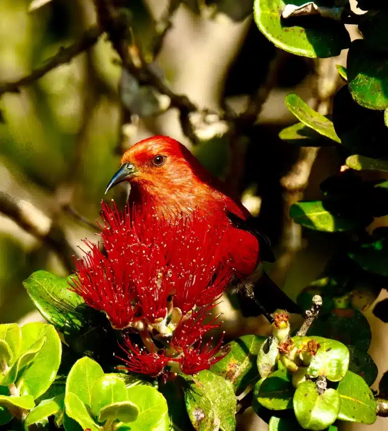 Hawaii’s Threatened and Endangered Bird Species