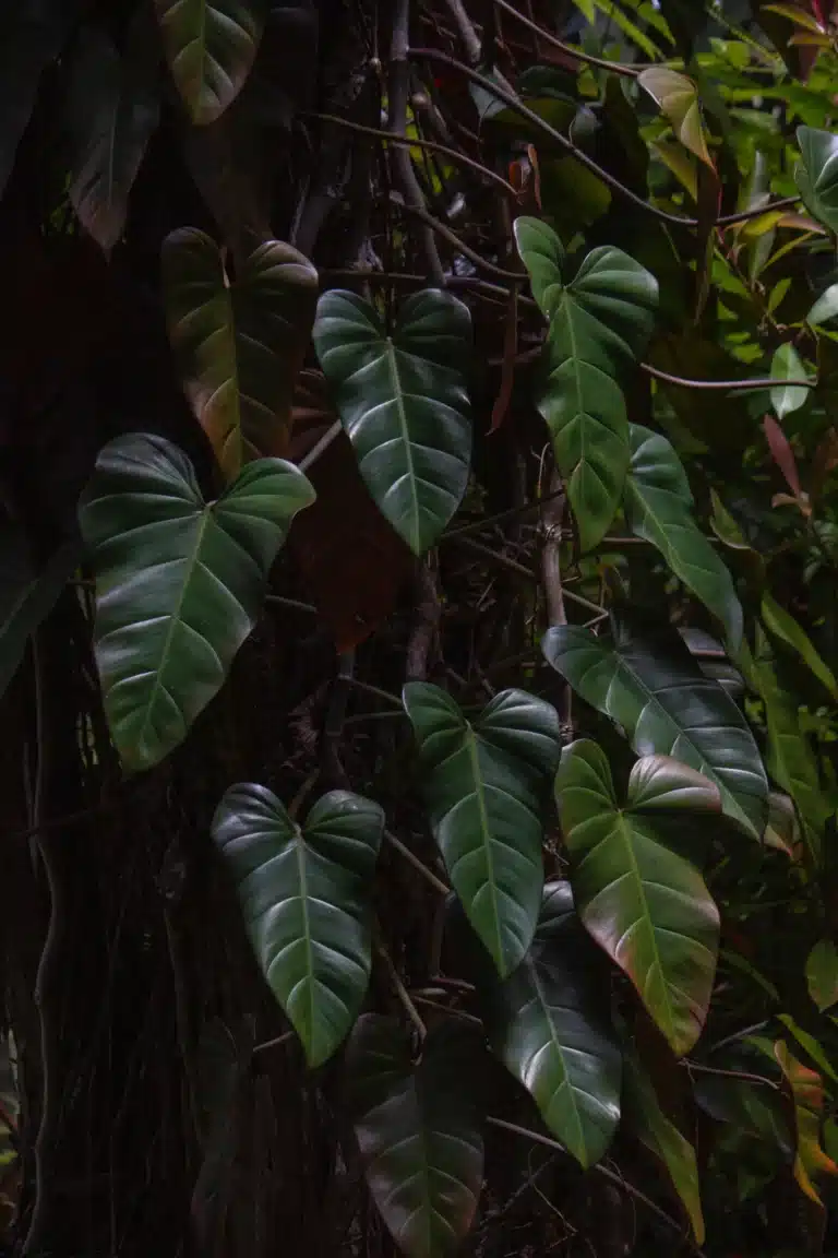 How Hawaii Deals with Invasive Plants