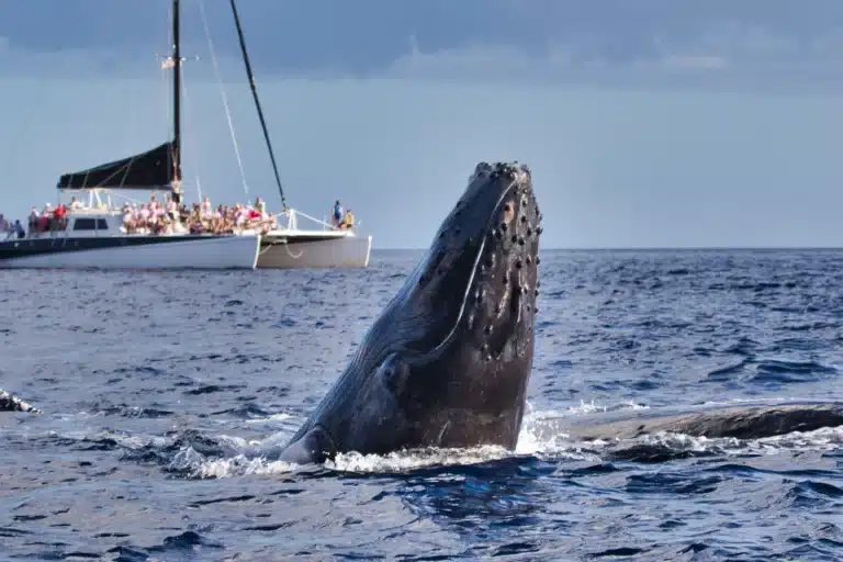 The Role of Whaling in Hawaii’s History