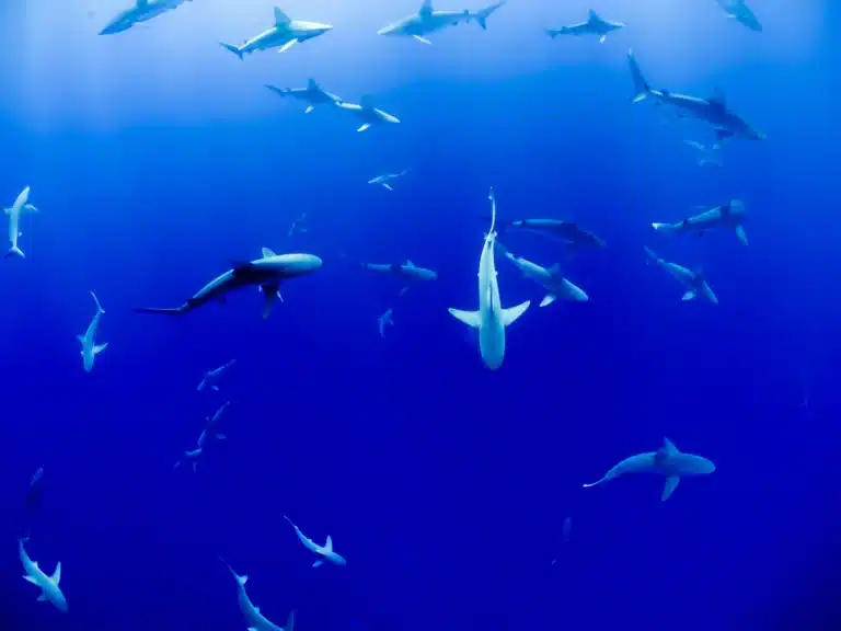 The Significance of Sharks in Hawaiian Culture