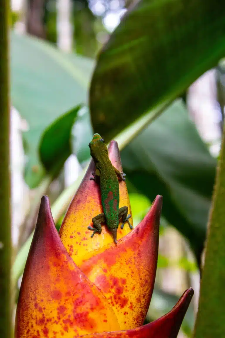 Understanding Hawaiian Geckos: Species and Mythology